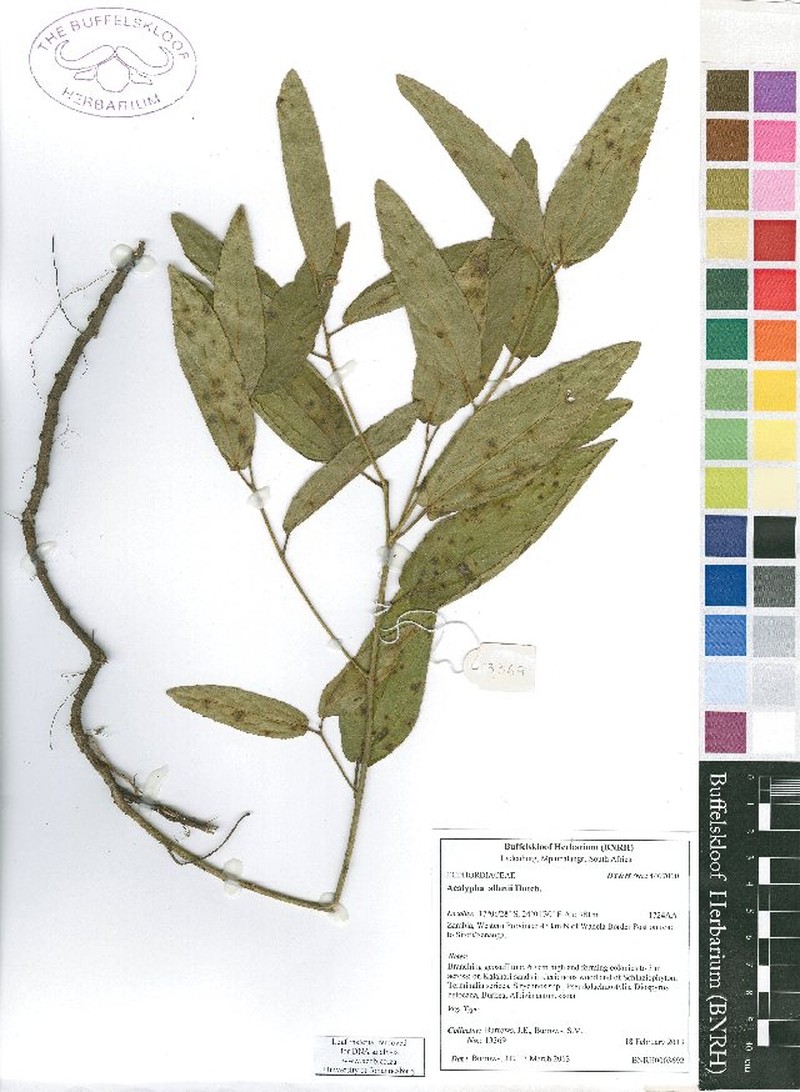 Acalypha allenii photo 5