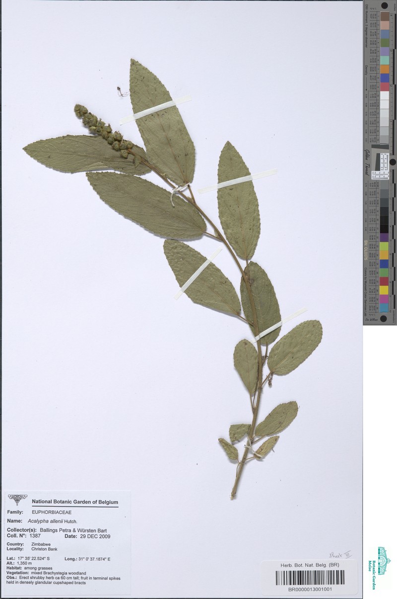 Acalypha allenii photo 6