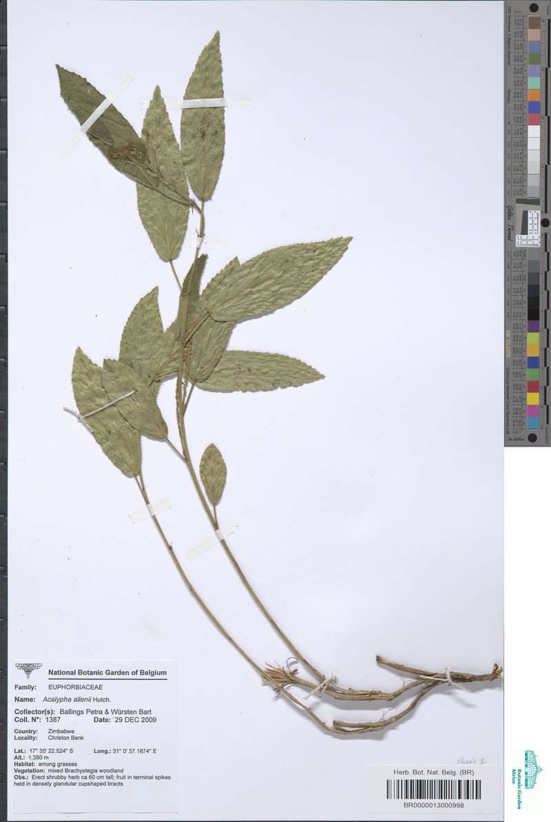 Acalypha allenii photo 7