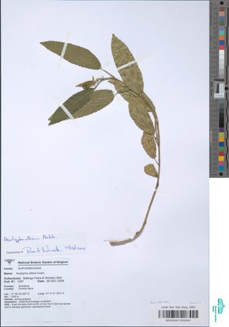 Acalypha allenii photo 8