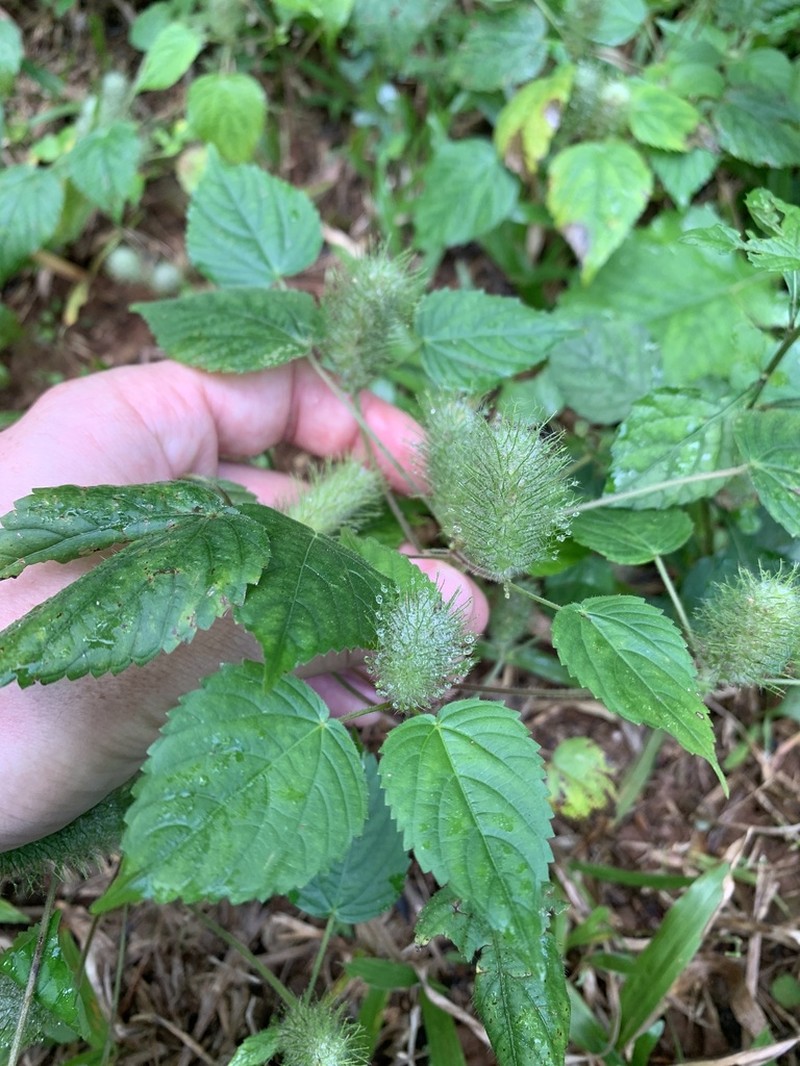 foxtail copperleaf