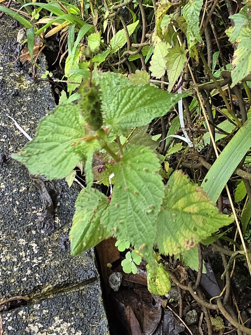 foxtail copperleaf photo 2