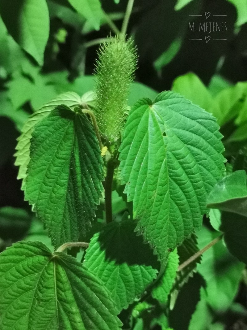foxtail copperleaf photo 3
