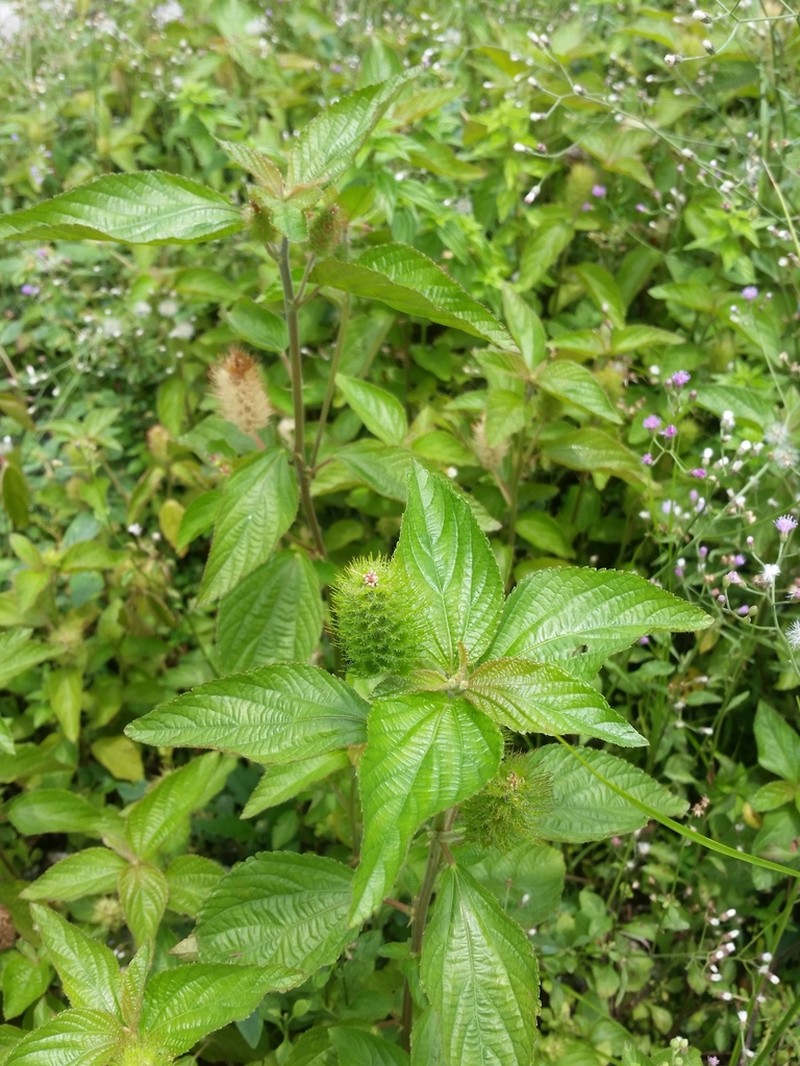 foxtail copperleaf photo 4