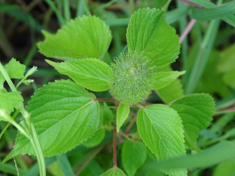 foxtail copperleaf photo 5