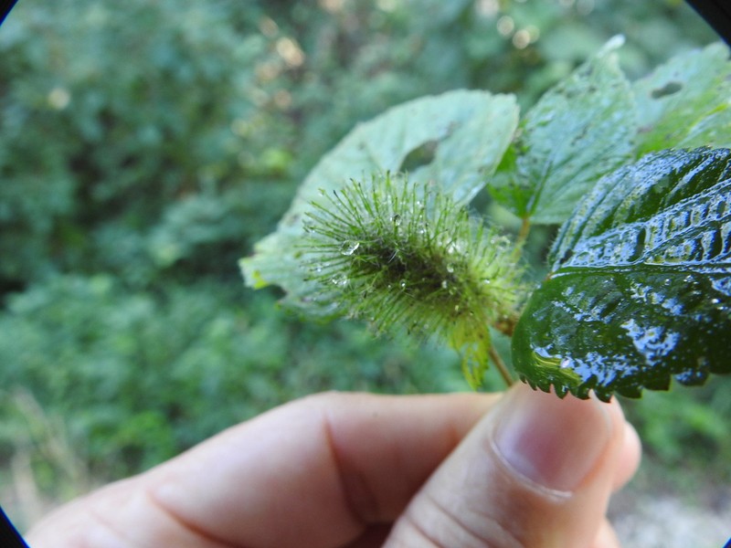 foxtail copperleaf photo 6