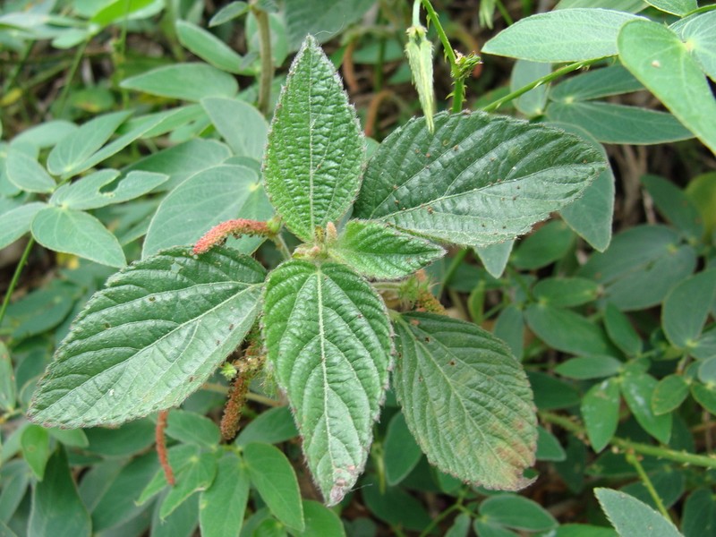 foxtail copperleaf photo 7