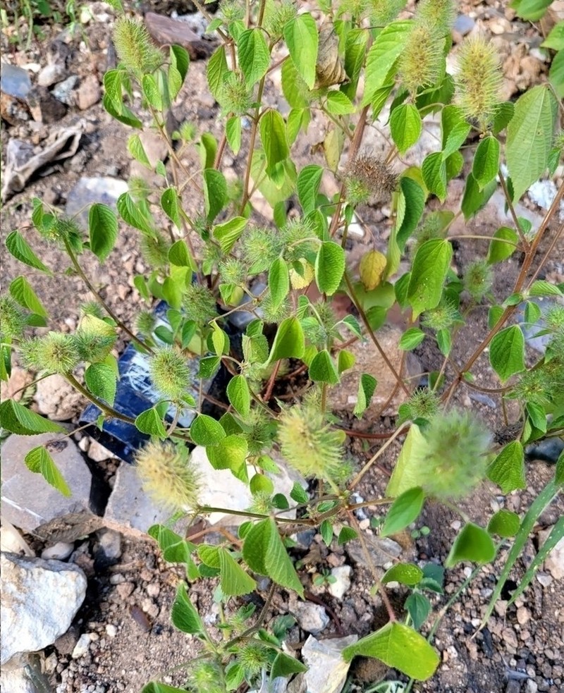foxtail copperleaf photo 8