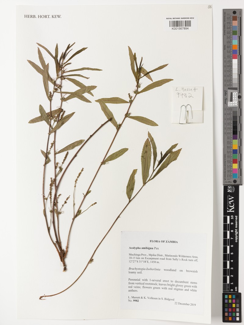 Acalypha ambigua