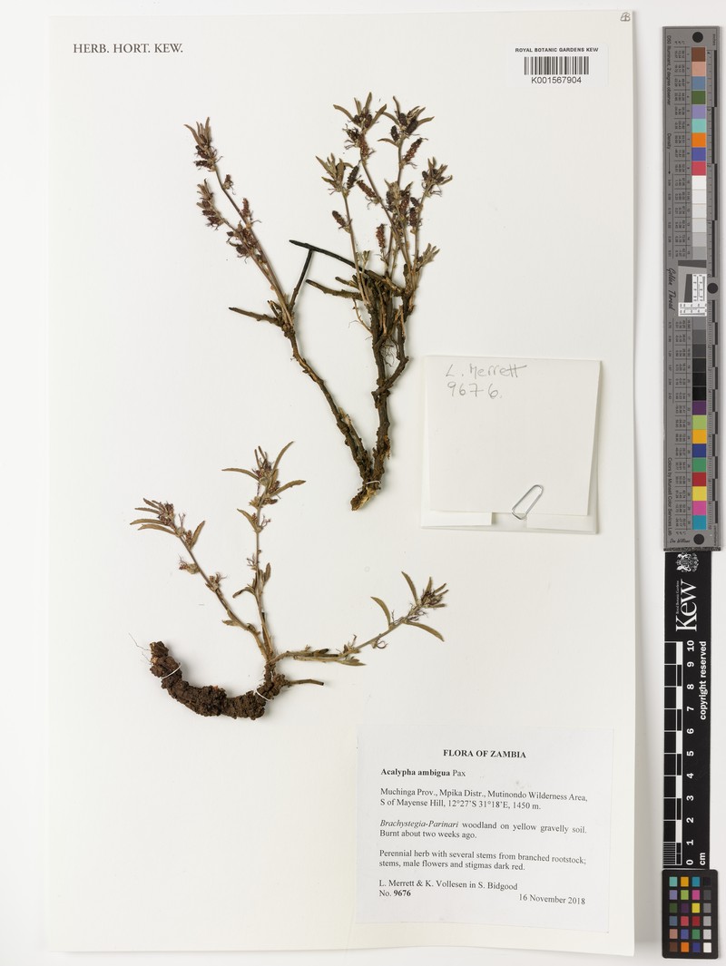 Acalypha ambigua photo 2