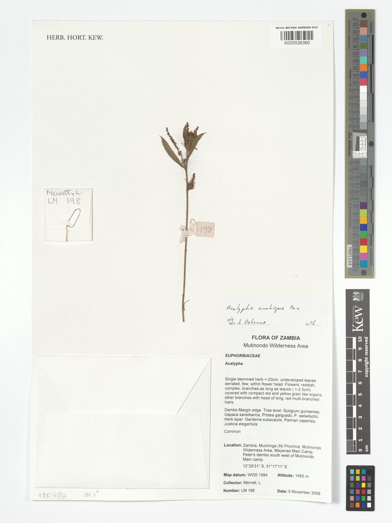 Acalypha ambigua photo 5