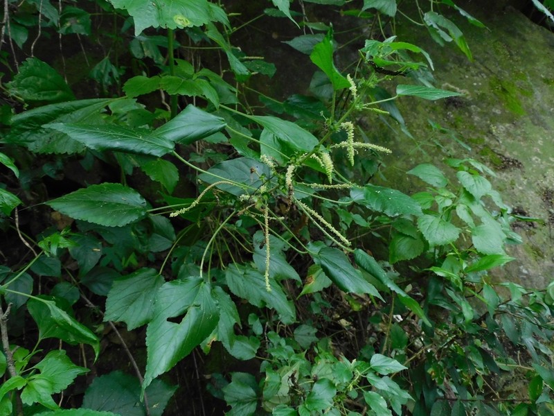 Acalypha amblyodonta