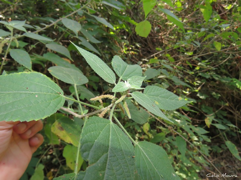 Acalypha amblyodonta photo 2