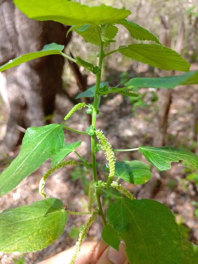 Acalypha amblyodonta photo 3
