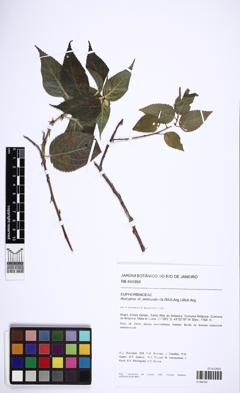 Acalypha amblyodonta photo 6