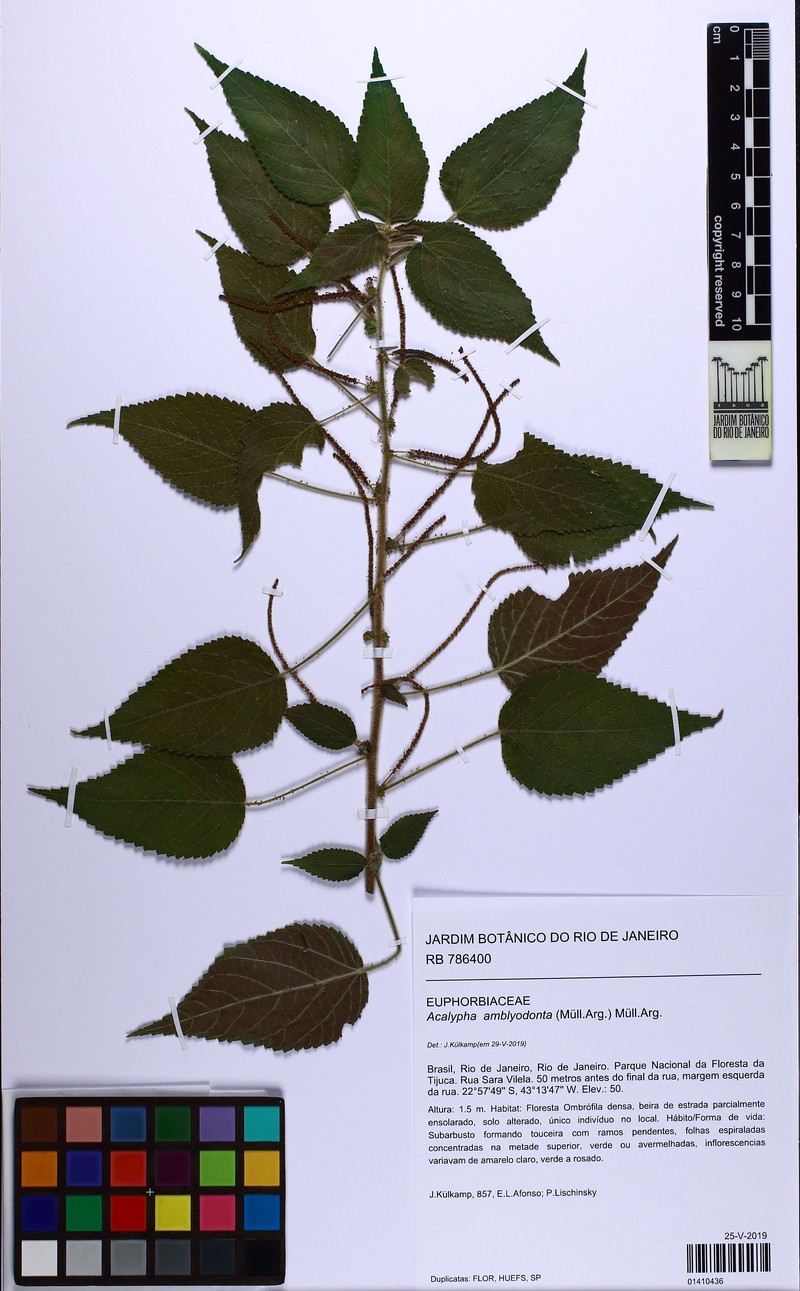 Acalypha amblyodonta photo 7