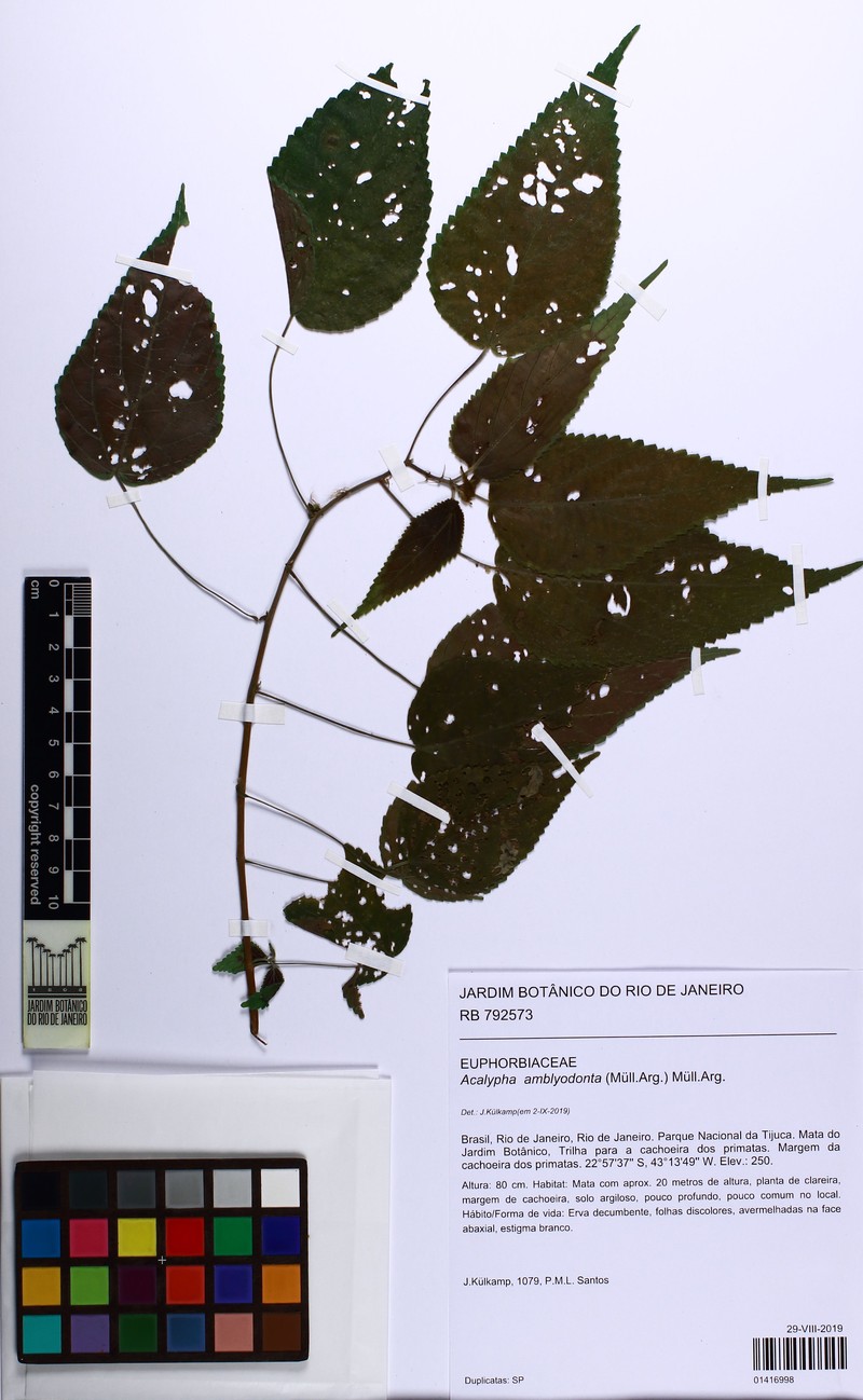 Acalypha amblyodonta photo 8