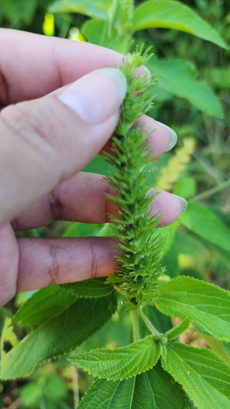 Acalypha amphigyne