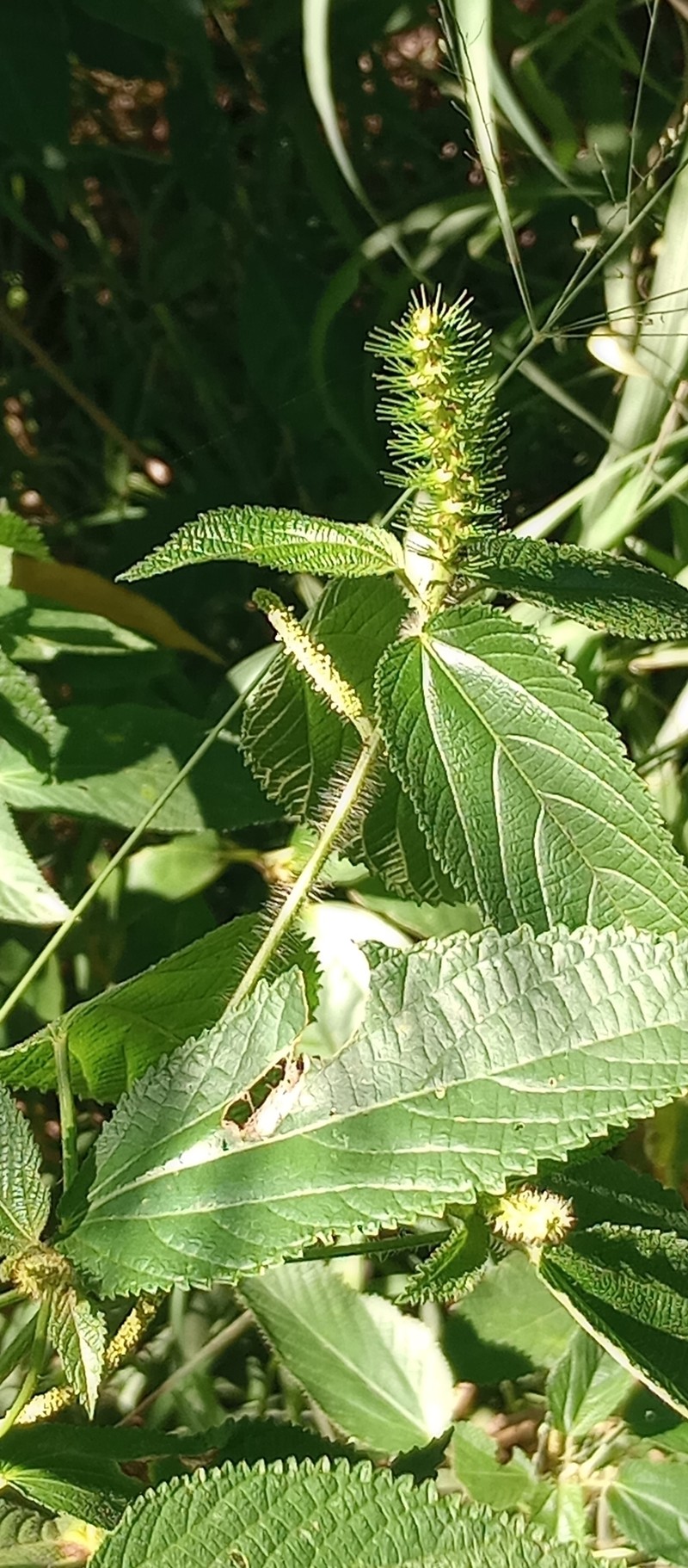 Acalypha amphigyne photo 2