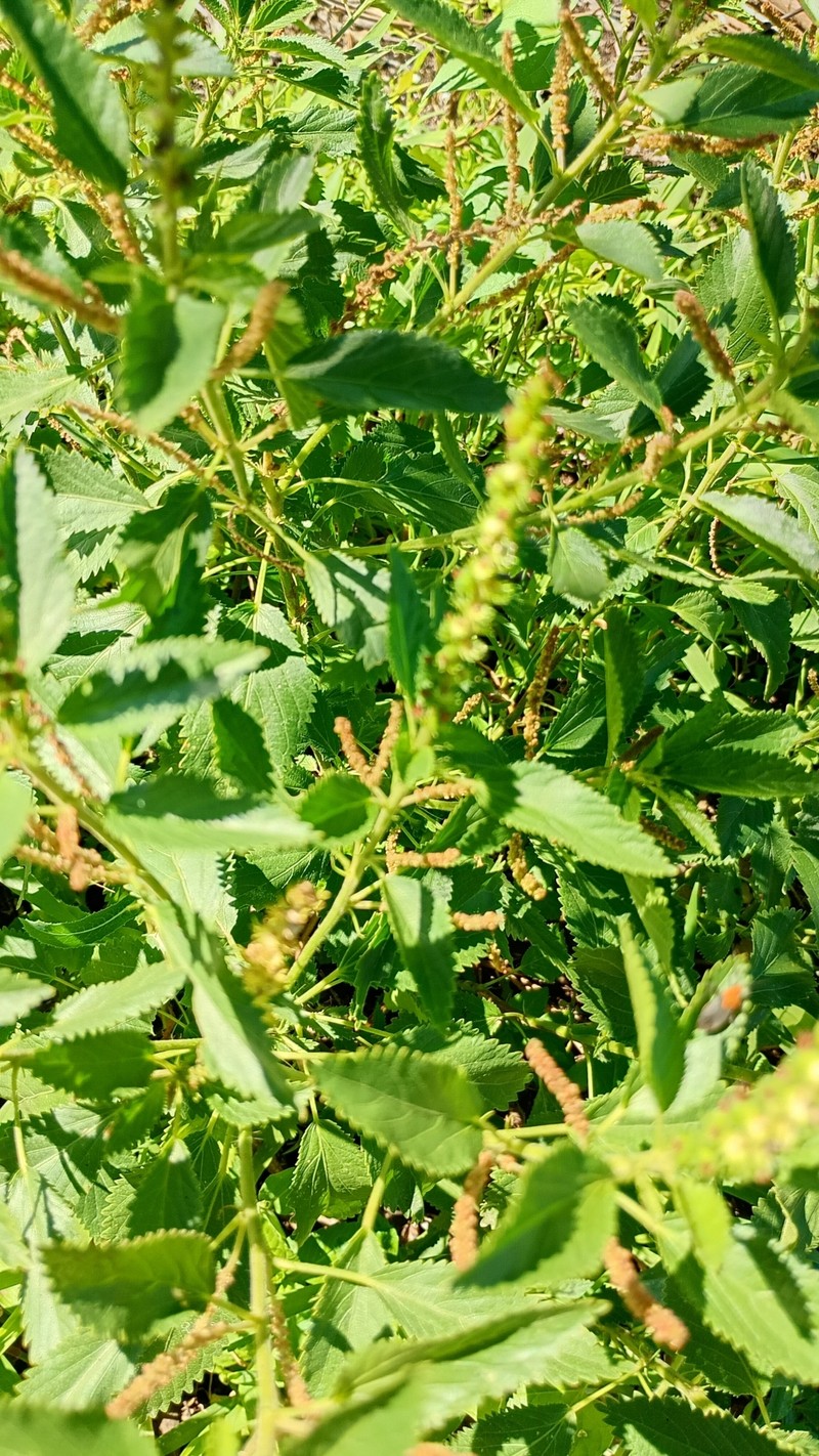 Acalypha amphigyne photo 3