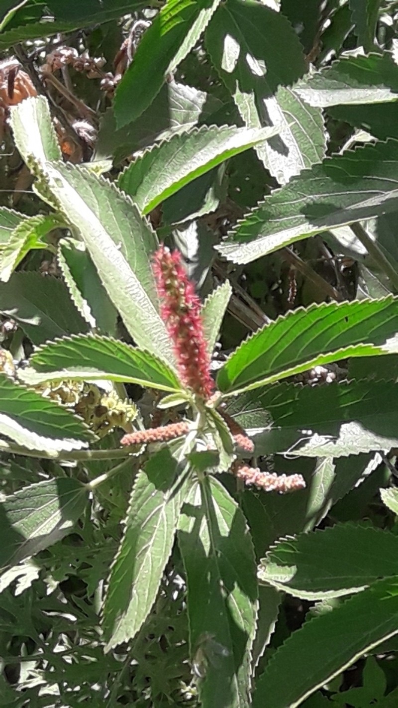 Acalypha amphigyne photo 4