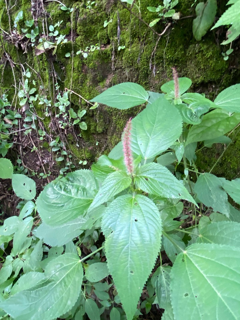 Acalypha amphigyne photo 5