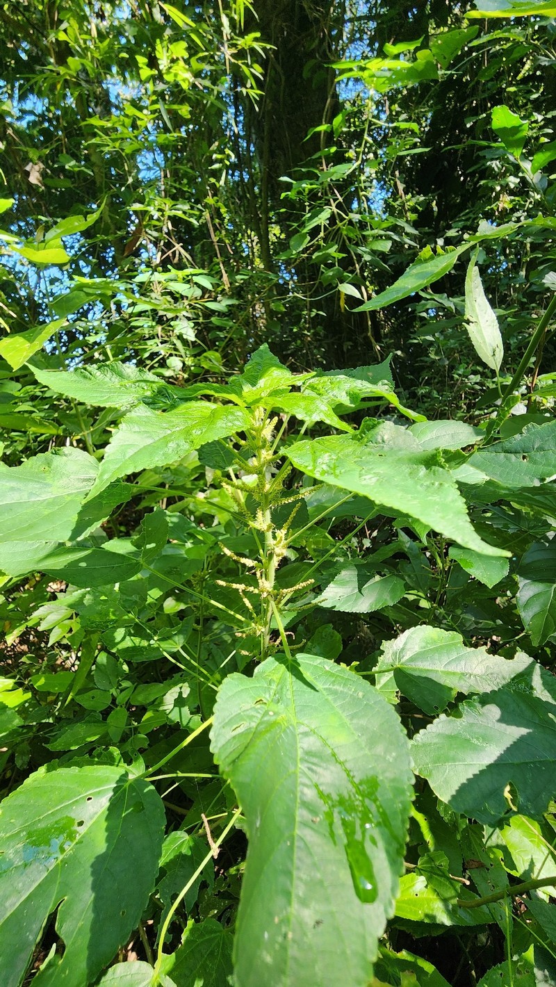 Acalypha amphigyne photo 6