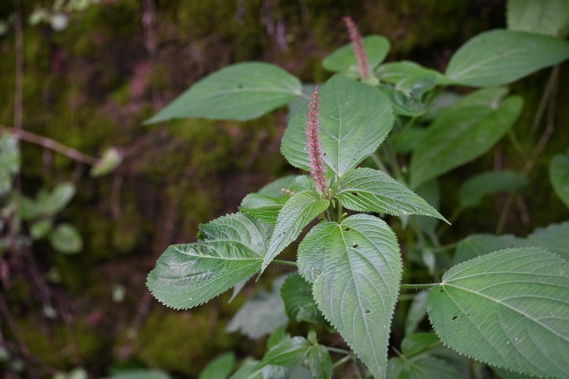 Acalypha amphigyne photo 7