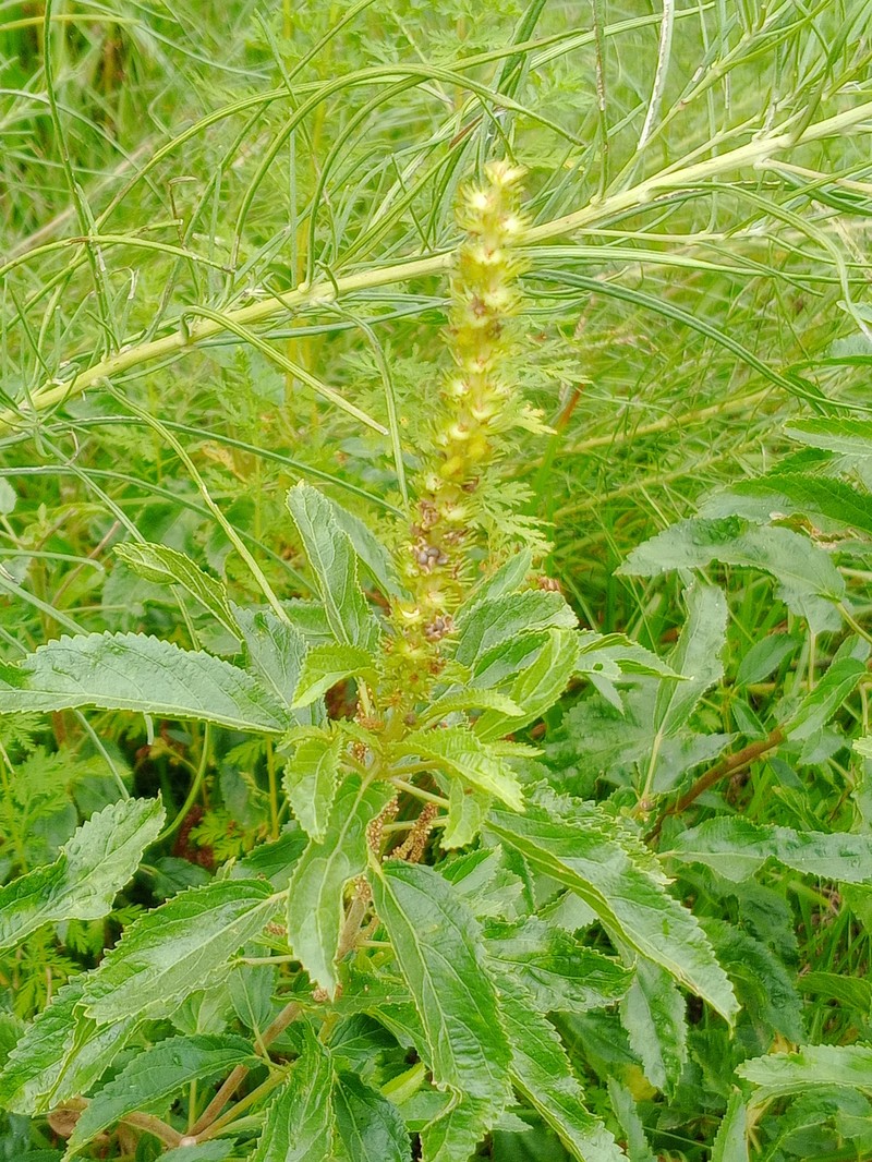 Acalypha amphigyne photo 8