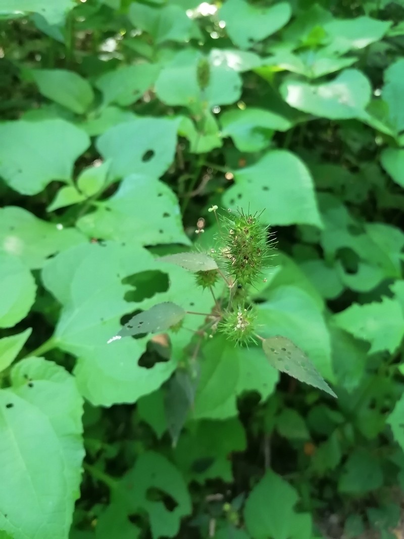 Acalypha anadenia