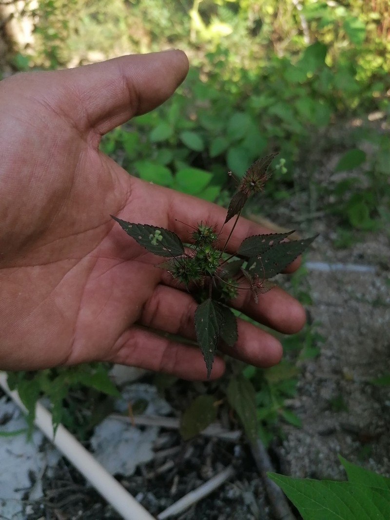 Acalypha anadenia photo 2
