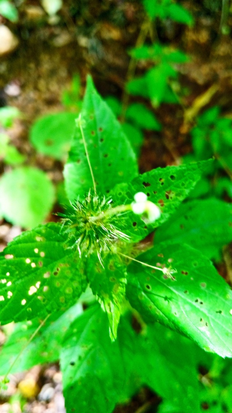 Acalypha anadenia photo 3