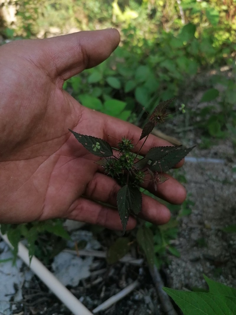 Acalypha anadenia photo 4