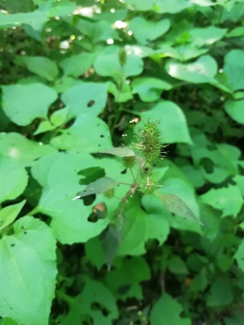 Acalypha anadenia photo 5