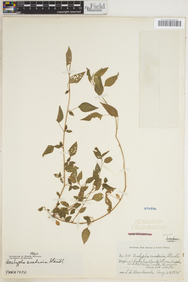 Acalypha anadenia photo 6