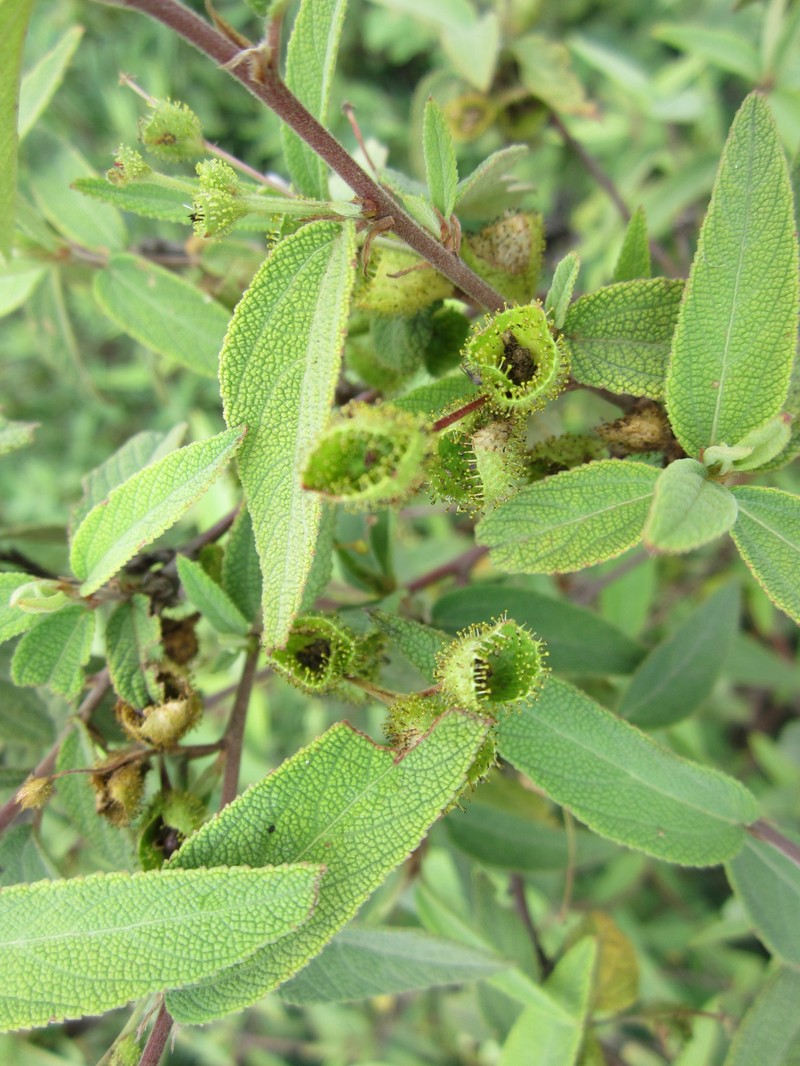 Acalypha andringitrensis photo 3