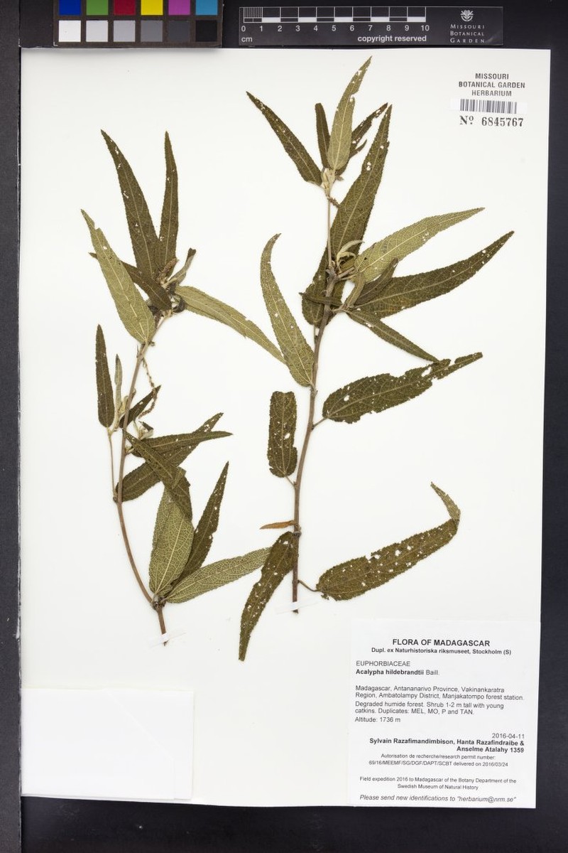Acalypha andringitrensis photo 4