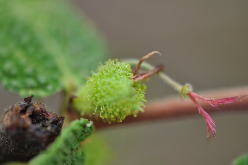 Acalypha andringitrensis photo 5