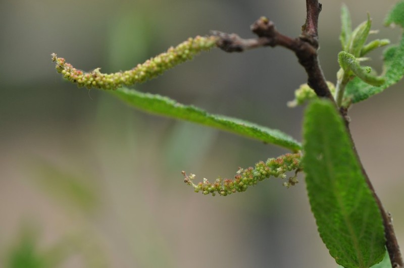 Acalypha andringitrensis photo 6