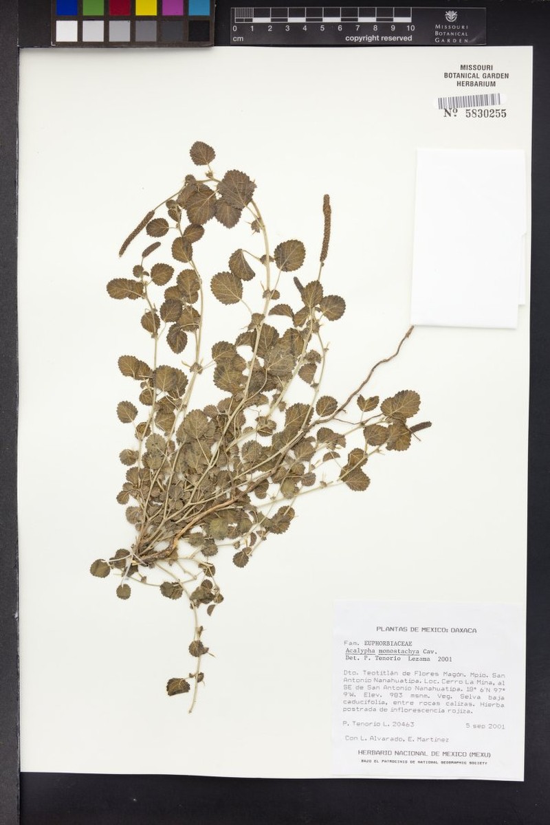 Acalypha anemioides