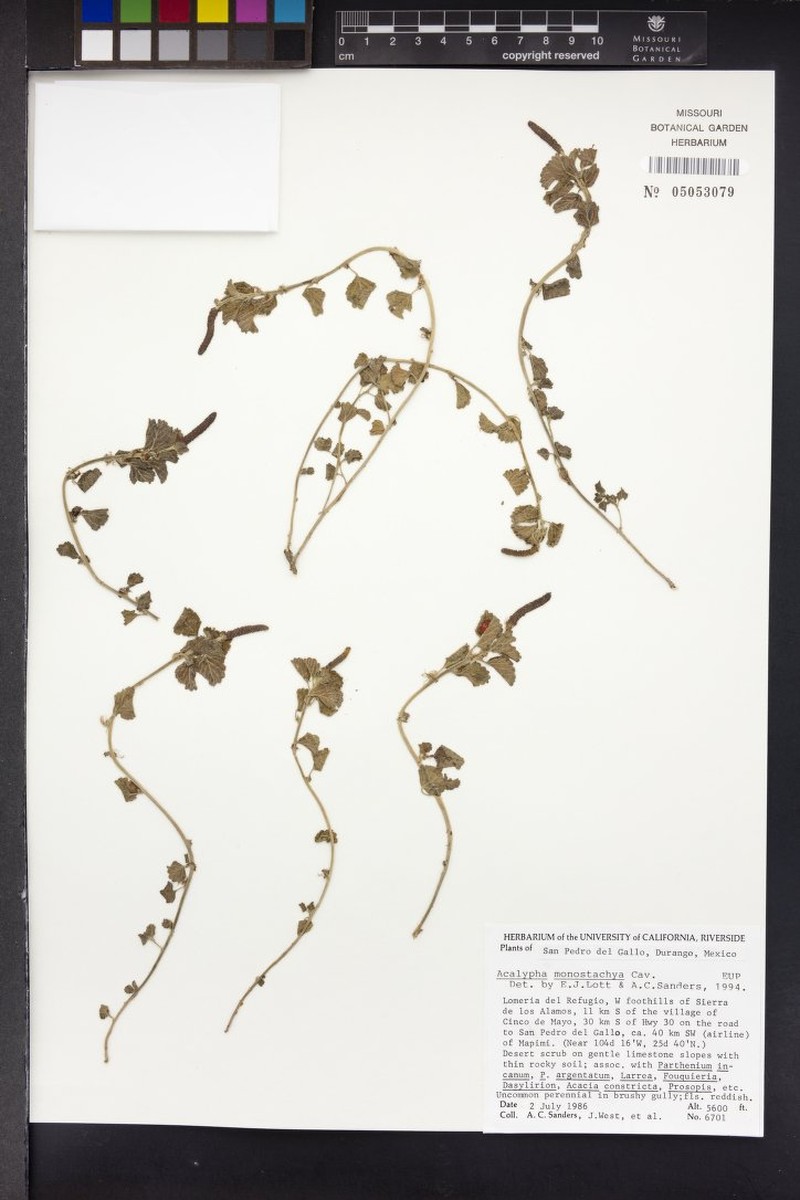 Acalypha anemioides photo 2