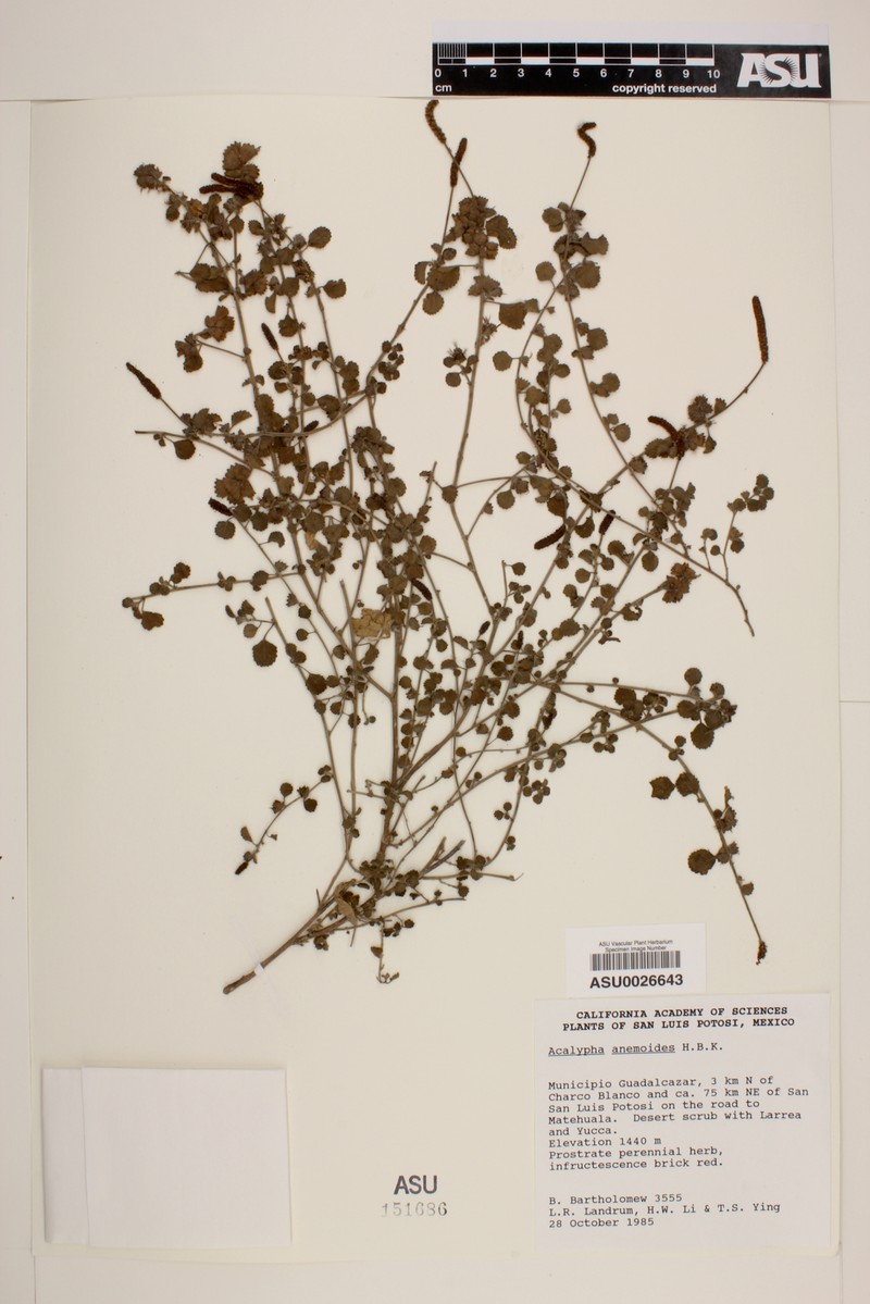 Acalypha anemioides photo 3