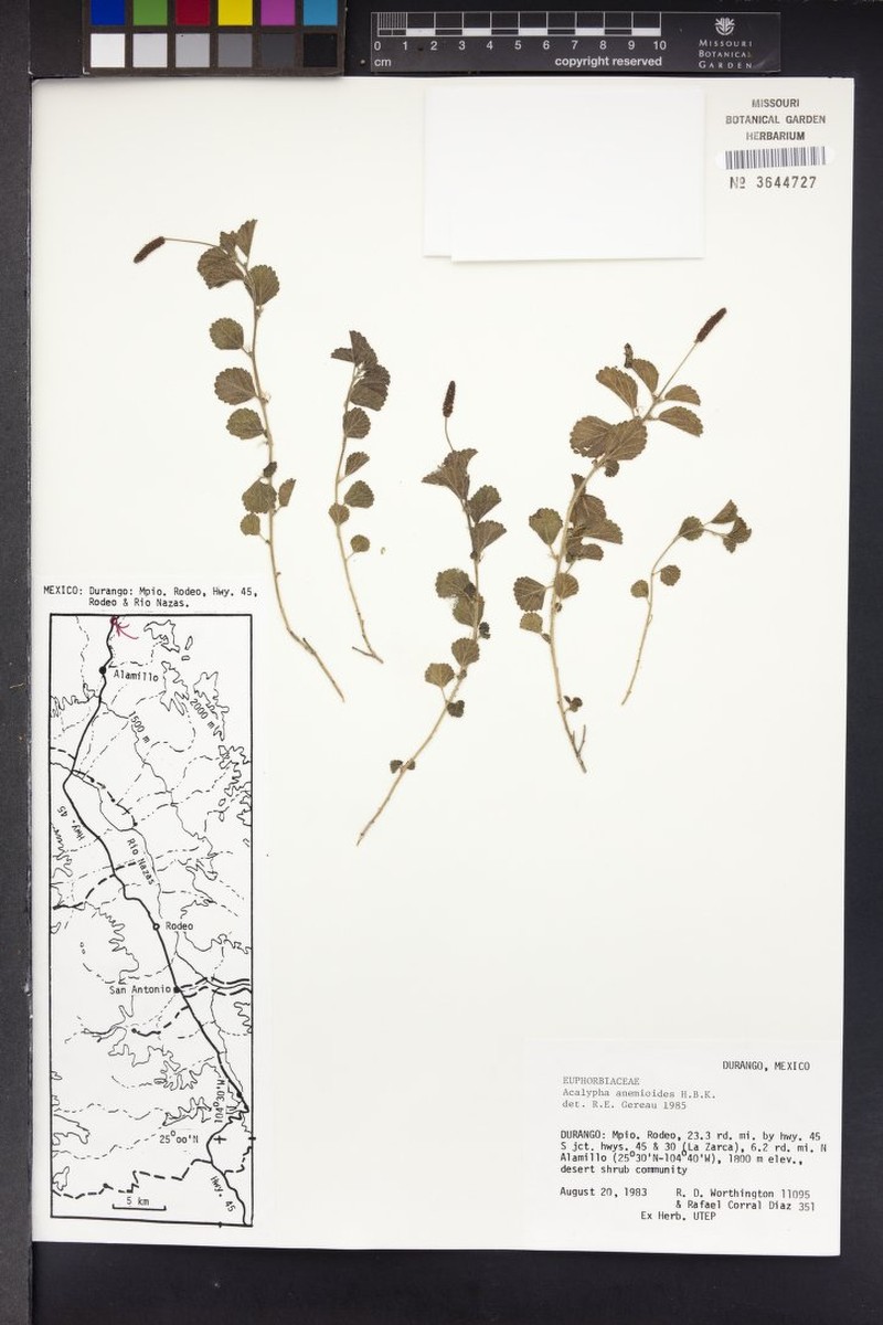 Acalypha anemioides photo 4