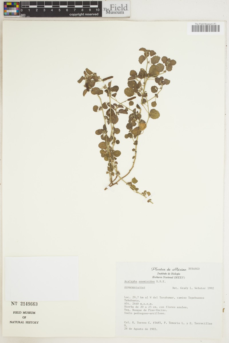 Acalypha anemioides photo 5