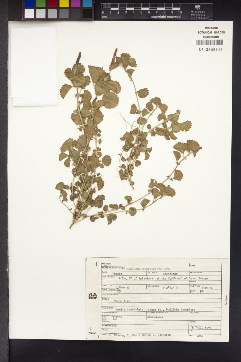 Acalypha anemioides photo 6