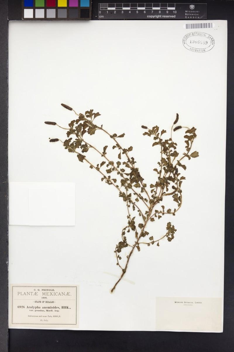 Acalypha anemioides photo 7