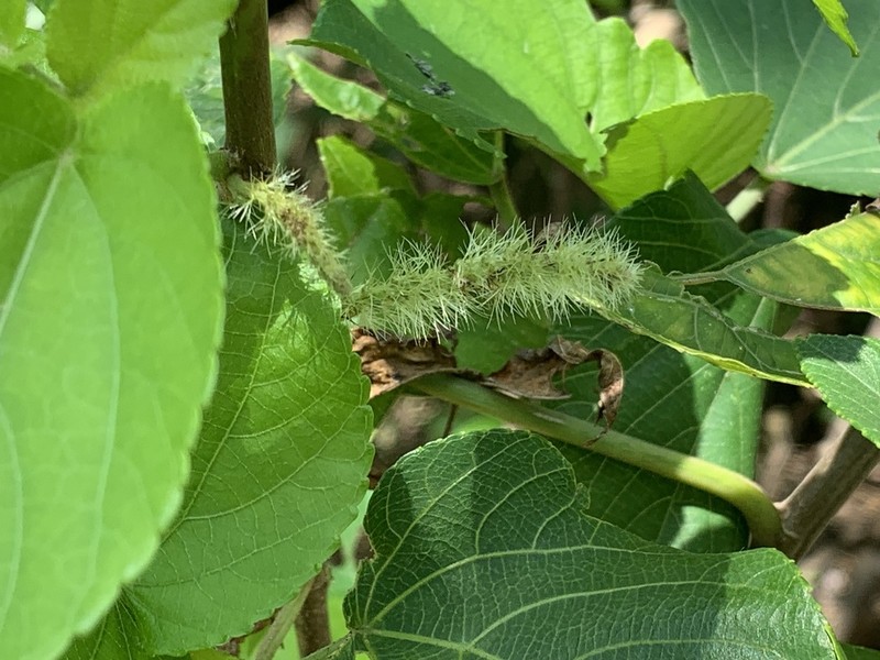 Acalypha angatensis