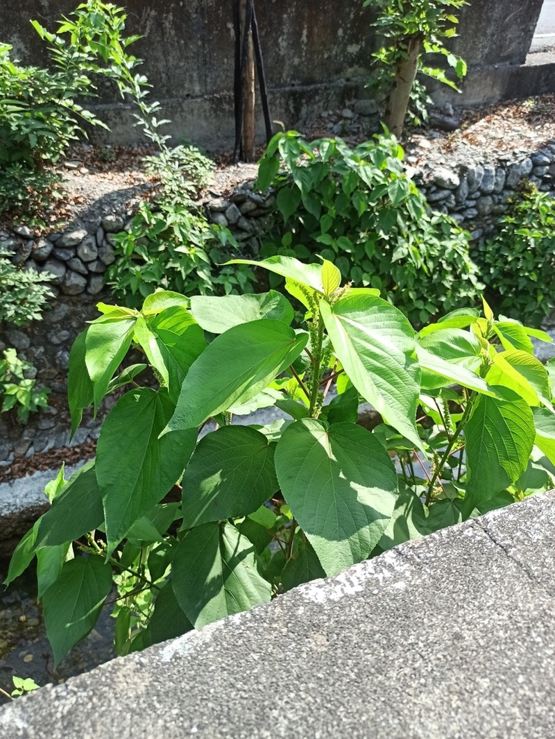 Acalypha angatensis photo 2