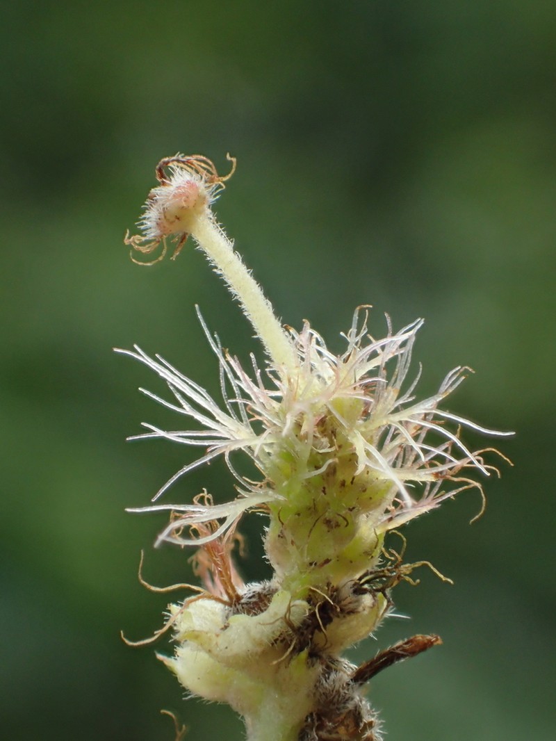 Acalypha angatensis photo 3