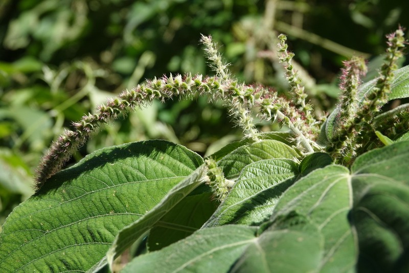 Acalypha angatensis photo 4